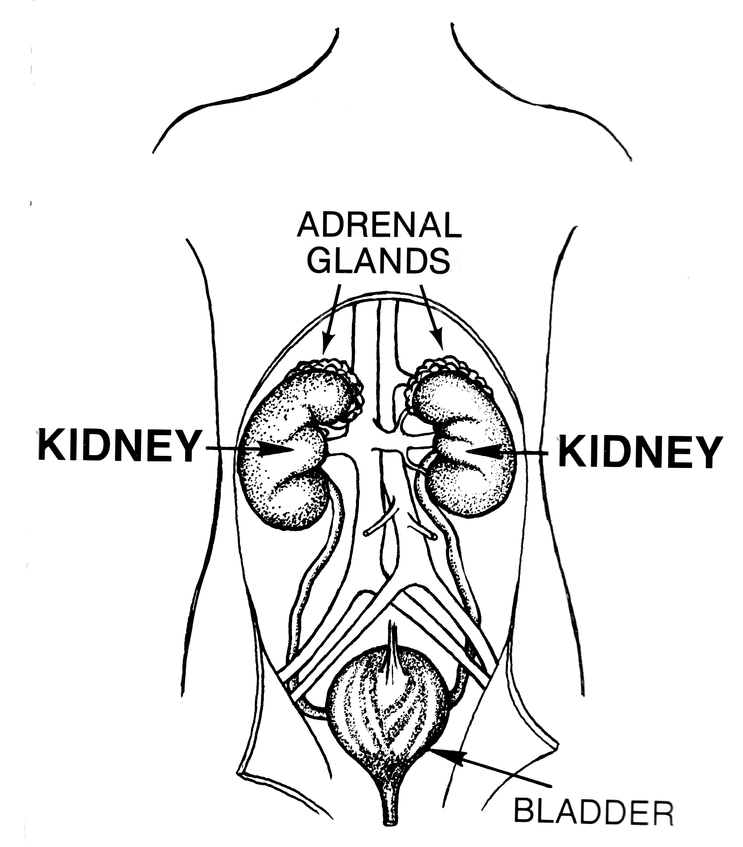 Kidneys, adrenal glands, bladder, diagram