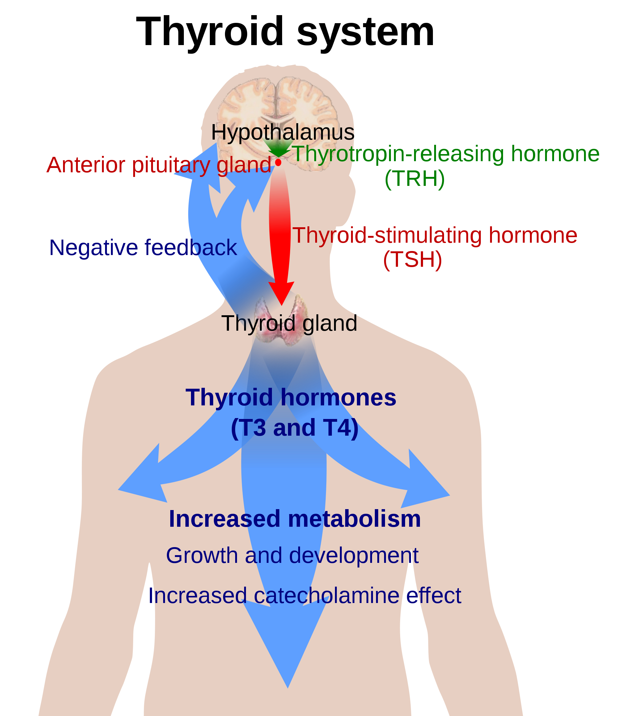 Thyroid system diagram