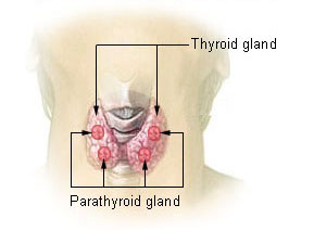 Illustration thyroid parathyroid