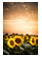 whats-the-skinny-on-vitamin-d-type-ii-diabetes-and-insulin-resistance
