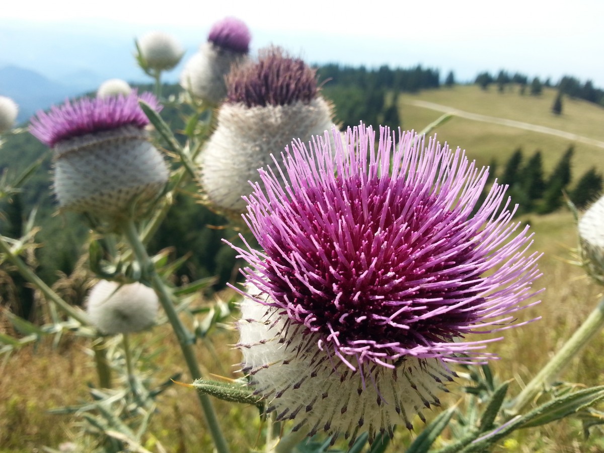 Milk Thistle for Liver Support