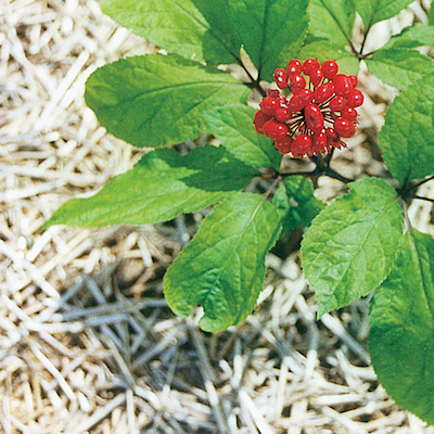 Ginseng for hormone health