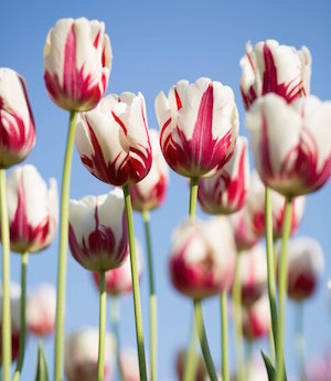 CardioMetabolic at home lab testing, order online