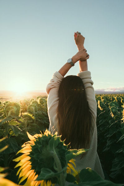woman stretching sunflowers